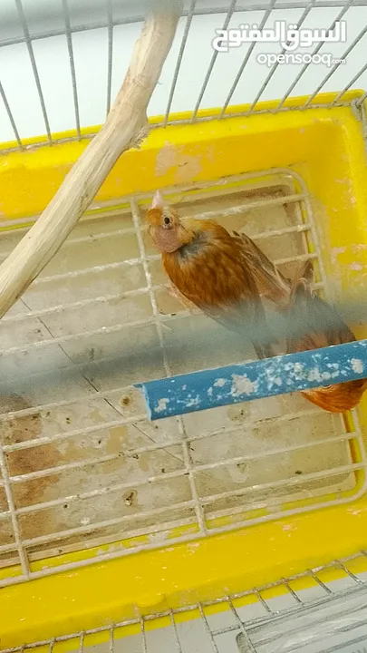 جوز كنار نحاسيات نار