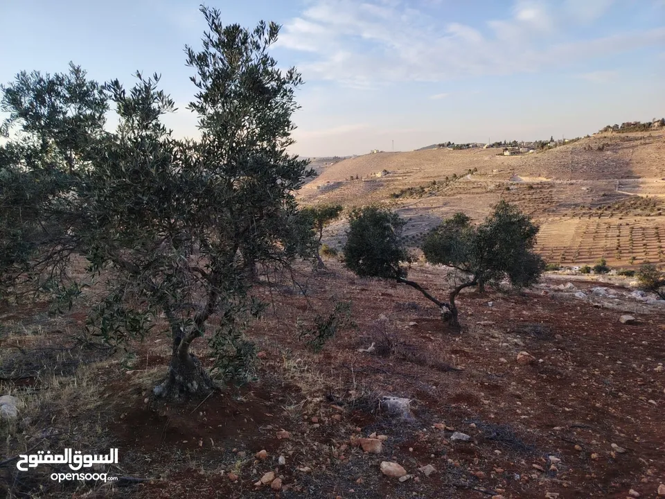 مزرعة لقطة مميزة مشجرة جرش دحل مساحة 3دونمات ونصف