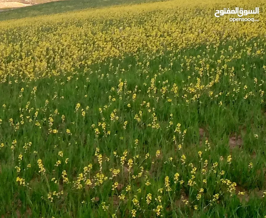 مادبا ماعين تنظيم ريفي مساحات تبدأ من 2200 متر ولغاية 15500 متر جميع الخدمات محاطه بي اراضي دوله