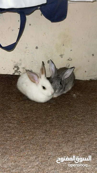 Three handtaim rabbits