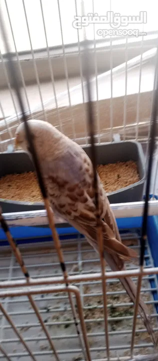 الله يبارك لصاحب النصيب