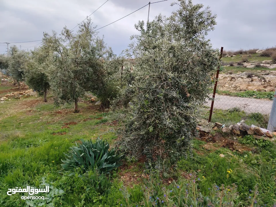 يا بلاش بيت جاهز مفروش مع مزرعه صغيره جرش منطقه الحميد