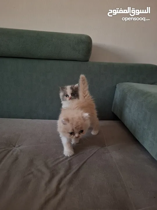 2 Punch Face Kittens For cheap Price