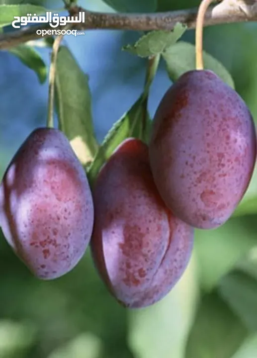 مشاتل المملكة الزراعية لتنسيق الحدائق