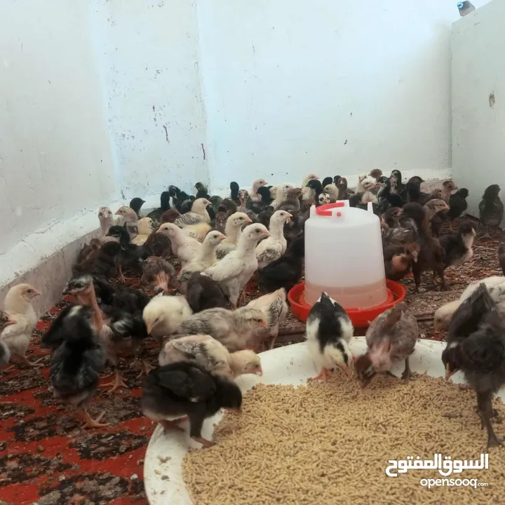 صوص بلدي عمر 10ايام
