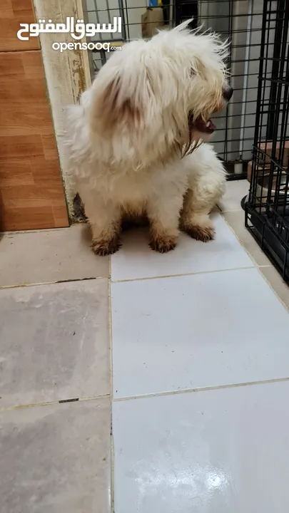 maltese puppy