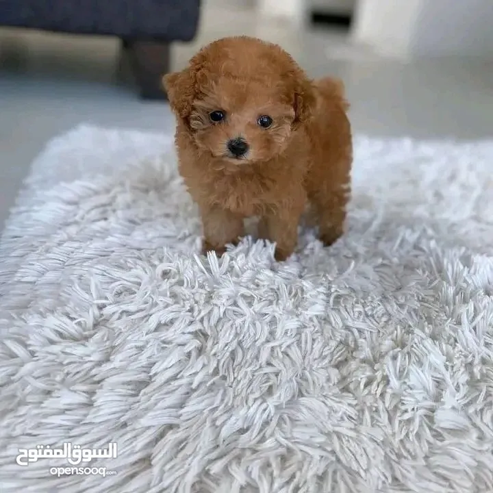 Mini Toy Poodle