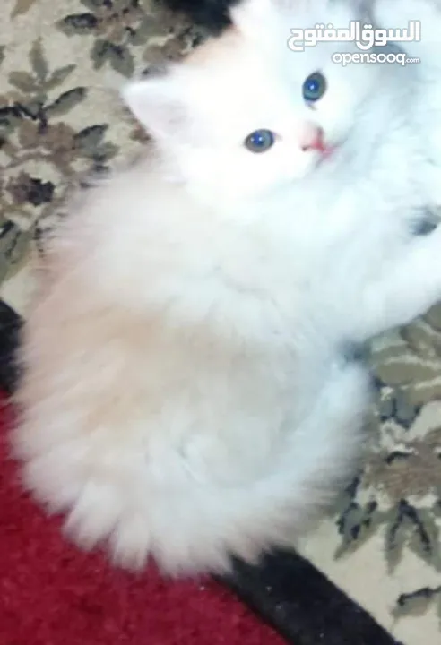 قطط شيرازي هيمالايا