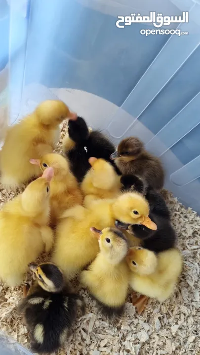 cute ducklings