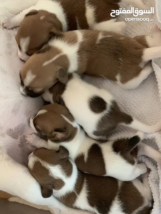 Jack Russell puppies