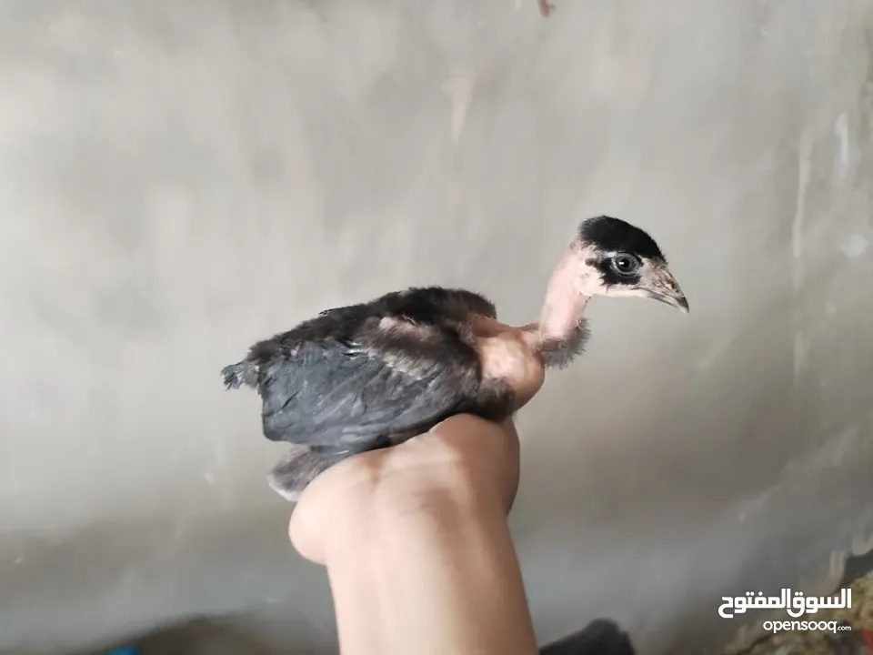 صيصان بلدي عمر شهرين جوده عاليه