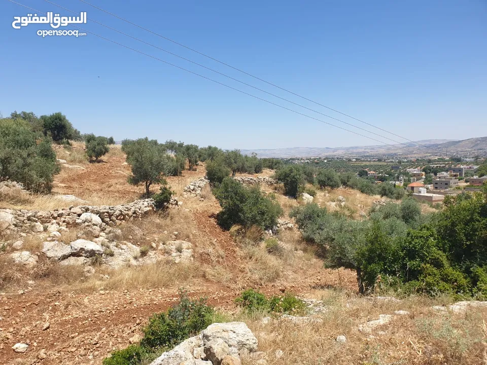 ارض 6 دونمات مزروعة زيتون في الصبيحي سعر مغري 100000 قرب التنظيم