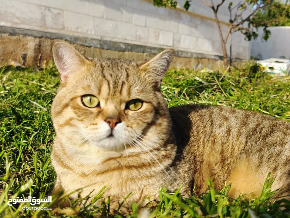 موجود ذكر سكوتش عمره سنه وشوي وطالب تزاوج مطلوب انثى لي تزاوج في جرش بدون مقابل مش للبيع او لتبني
