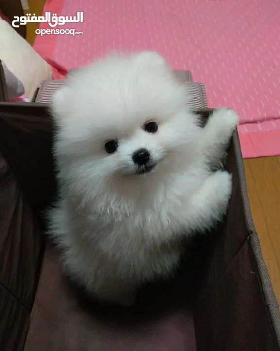 جراء بوميرانيان صغيرة للتبني