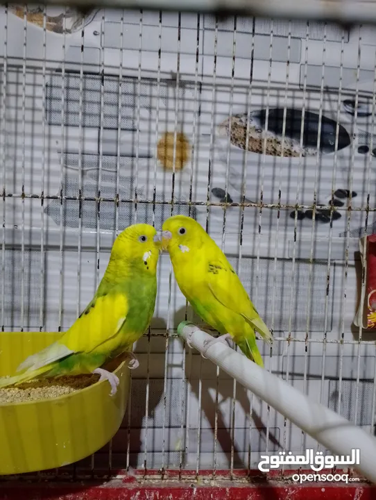 عصافير حب و فيشر للبيع