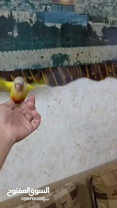 ببغاء جرين شيك انناس اليف مدرب طيران حر