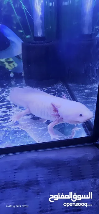 axolotl او سمندل المكسيك