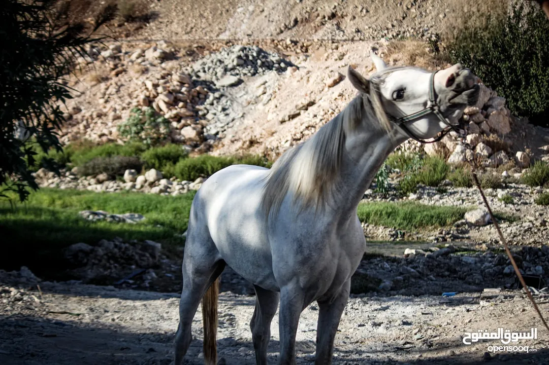 حصان عربي مسجل واهو