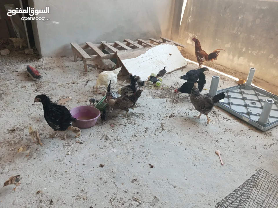 السلام عليكم،دجاج بلدي بياض للبيع،عمر سنه سعر الحبه 8 دنانير، صحه ونظافه،الموقع جرش دير الليات،
