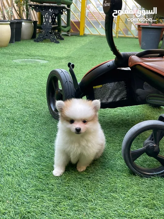 pomeranian dogs male and female 2 month old