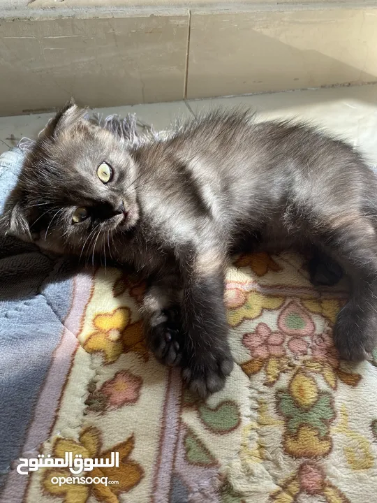 قطط أنثى العمر شهرين.  2 Month Female Kitten