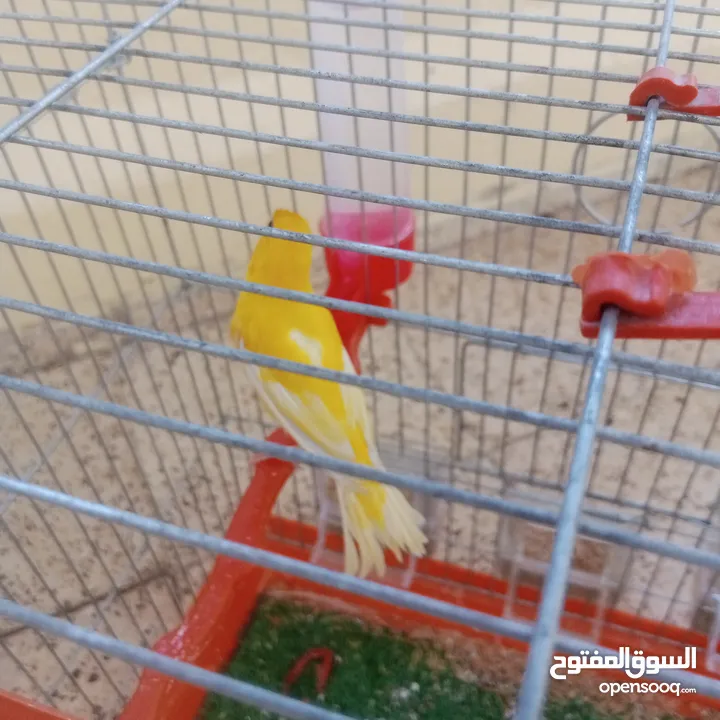 عصافير كناري