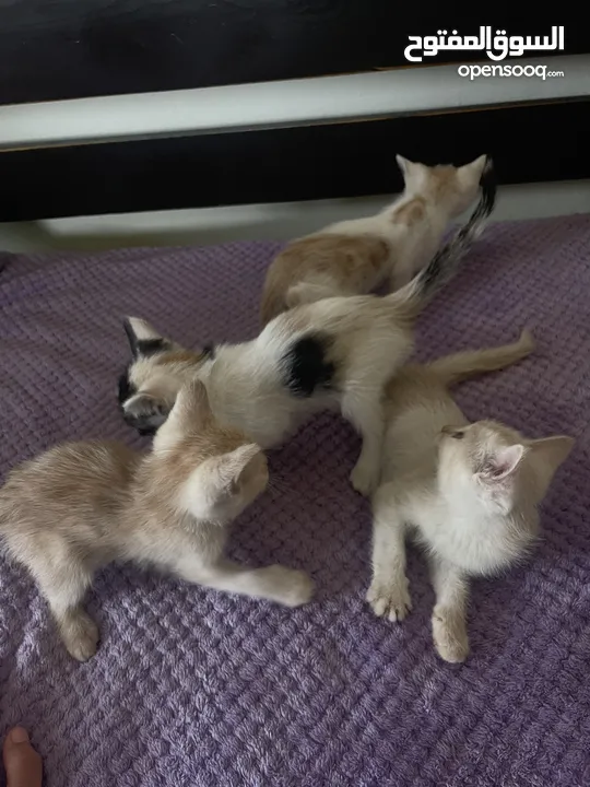 4 قطط حديثي الولادة