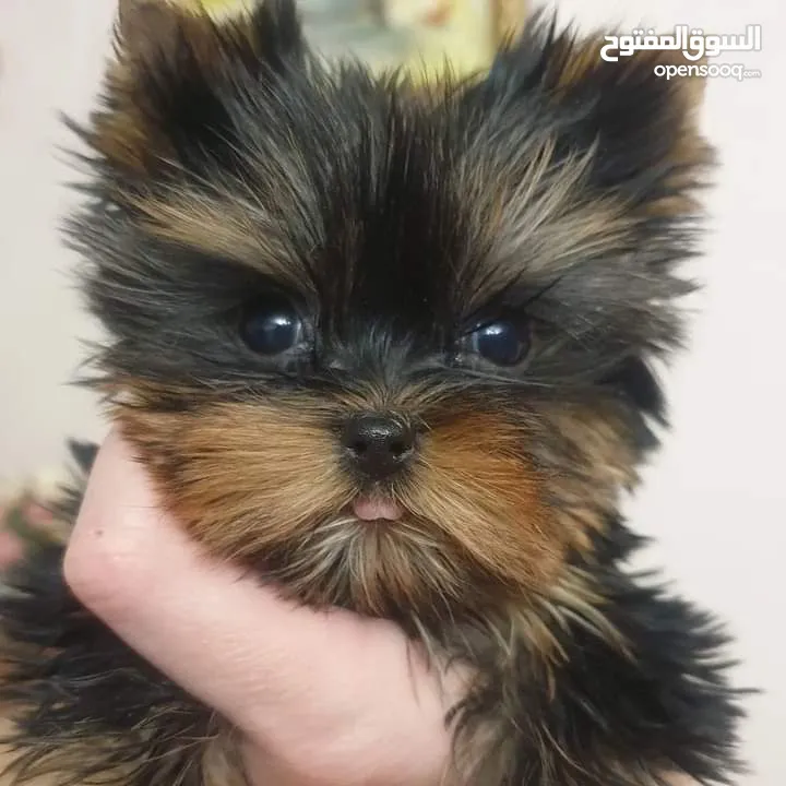 male and female Yorkies