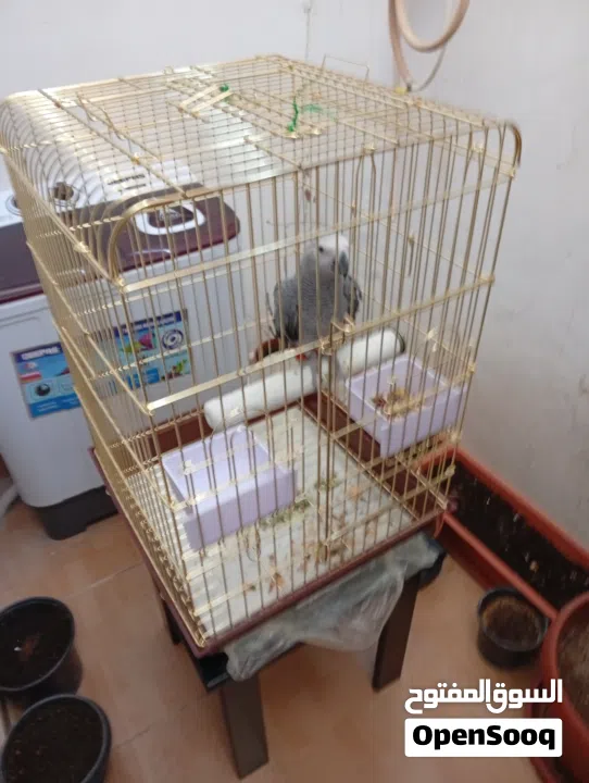 كاسكو التراجع عن بيع االطير