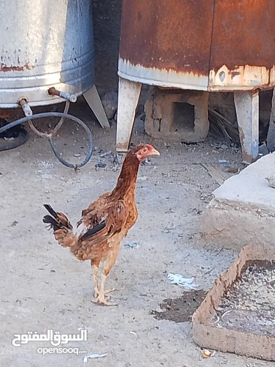 دجاج عرب لبيع ديج وثلاث دجاجات