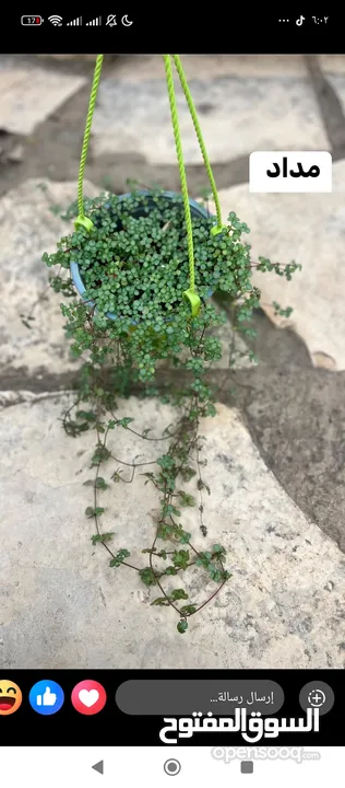 اشجار للبيع