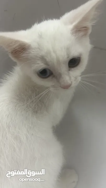 White female cat (3 months old)