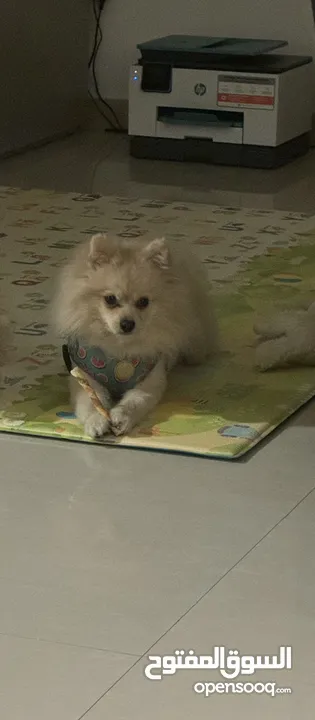 Beautiful Fox-face Pomeranian Boy