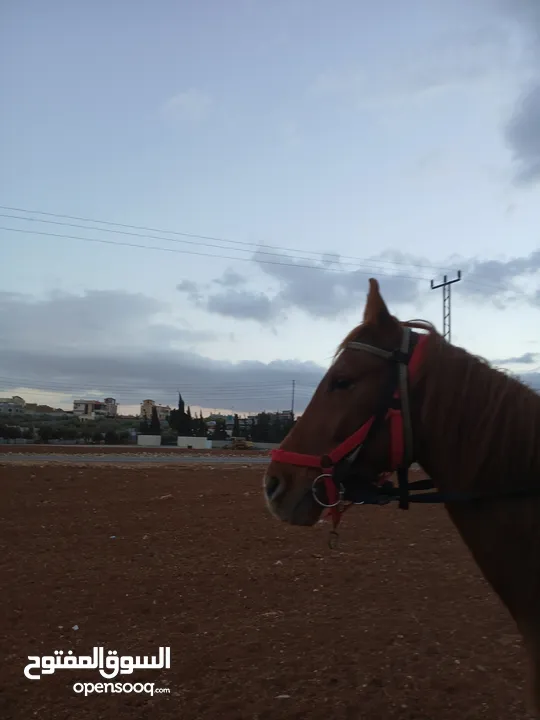 حصان أشقر بسياله عمر خمس سنوات شغل ركوب فقط