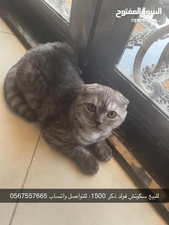 قطط سكوتش فولد بيور