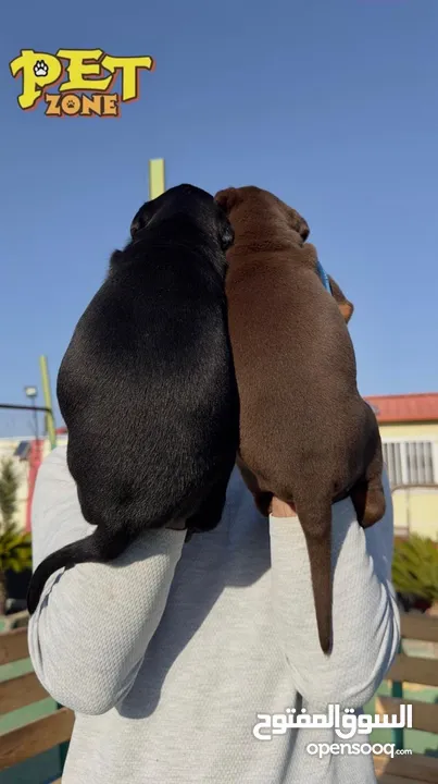 Doberman male and female