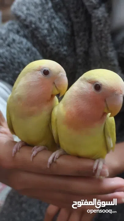 ببغاء روز مدرب