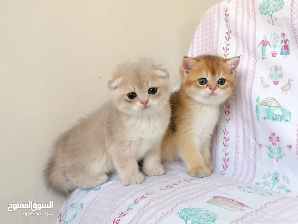 سكوتش فولد وسكوتش ستريت جولدن للبيع