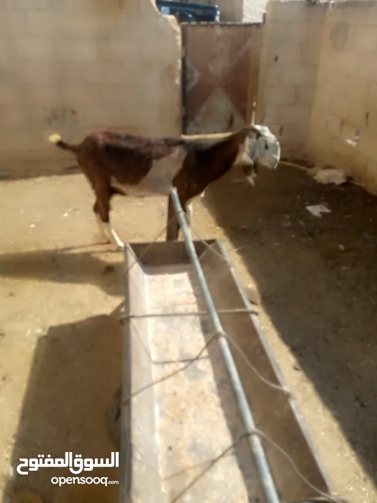 عنز لحم سن جمع نضيف ذكر الله عليها