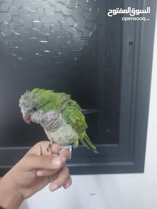 ببغاء كوكر