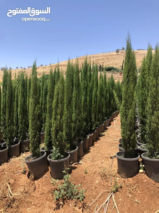 مشاتل الاندلس لانتاج وبيع جميع انواع الاشجار المثمره واشجار الزينه البلديه والمستوردة