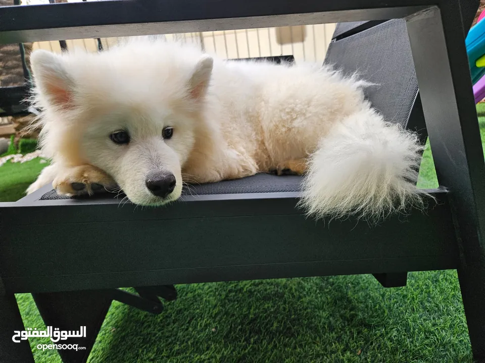 هاسكي Husky