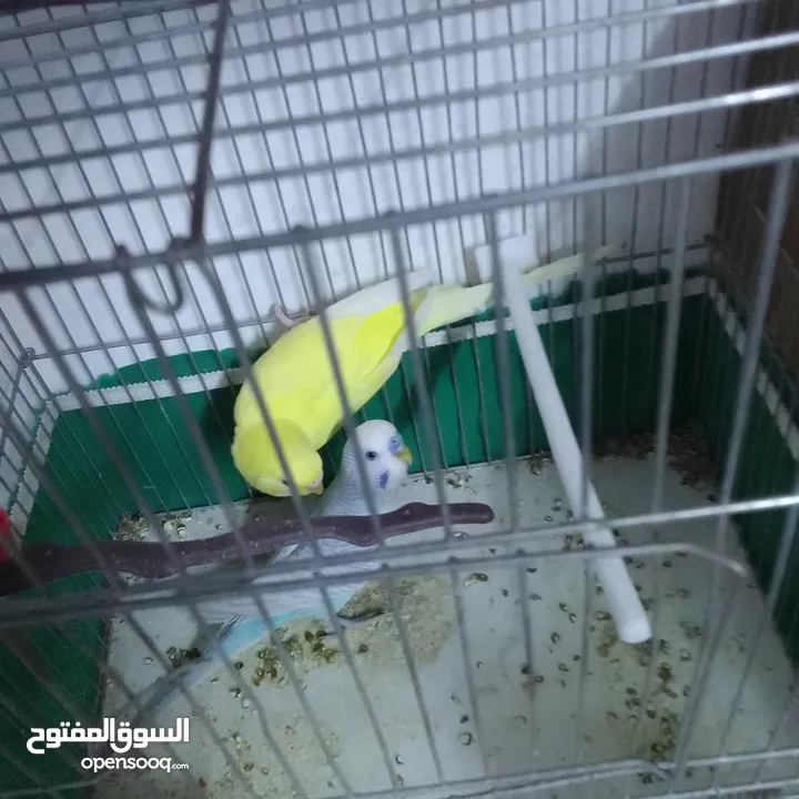 التواصل عبر الوتس اب عصافير حب وكوكتيل حجم جامبو كبير مفتلات والبينه وعادي