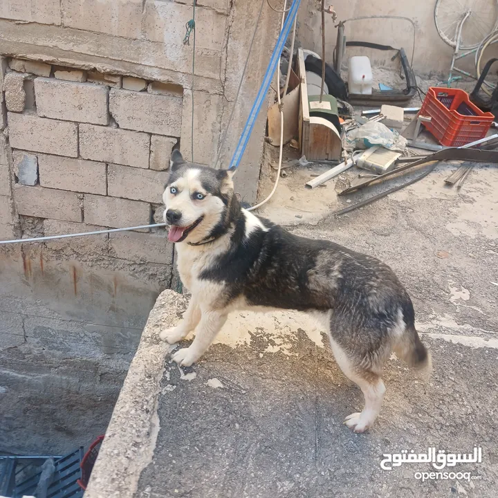 اناثي هاسكي في الزرقاء جنب مجمع الجديد جناعه