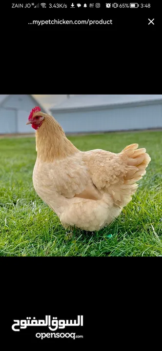 مطلوب دجاج من نفس النوع الظاهر بل صورة للتواصل عل خاص _________________________