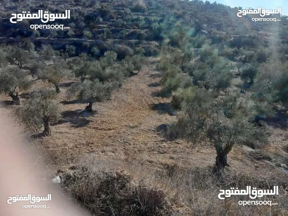 ارض للبيع في صوريف - خلة ابو سليمان