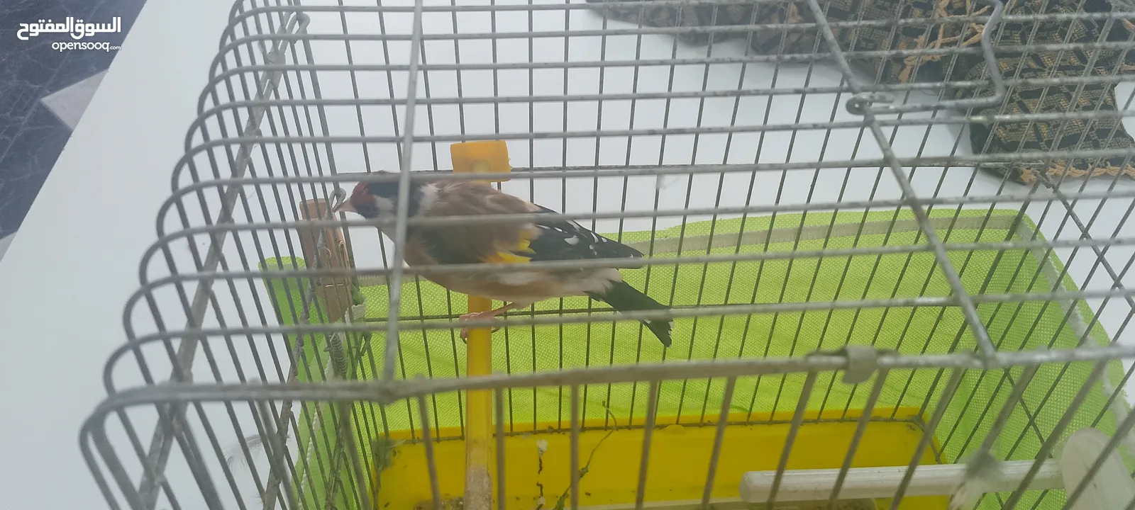 حسون ماشاءالله