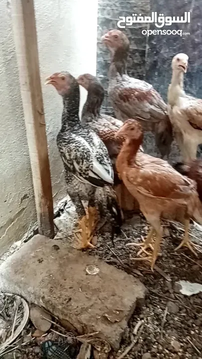البيع دجاج باكستاني