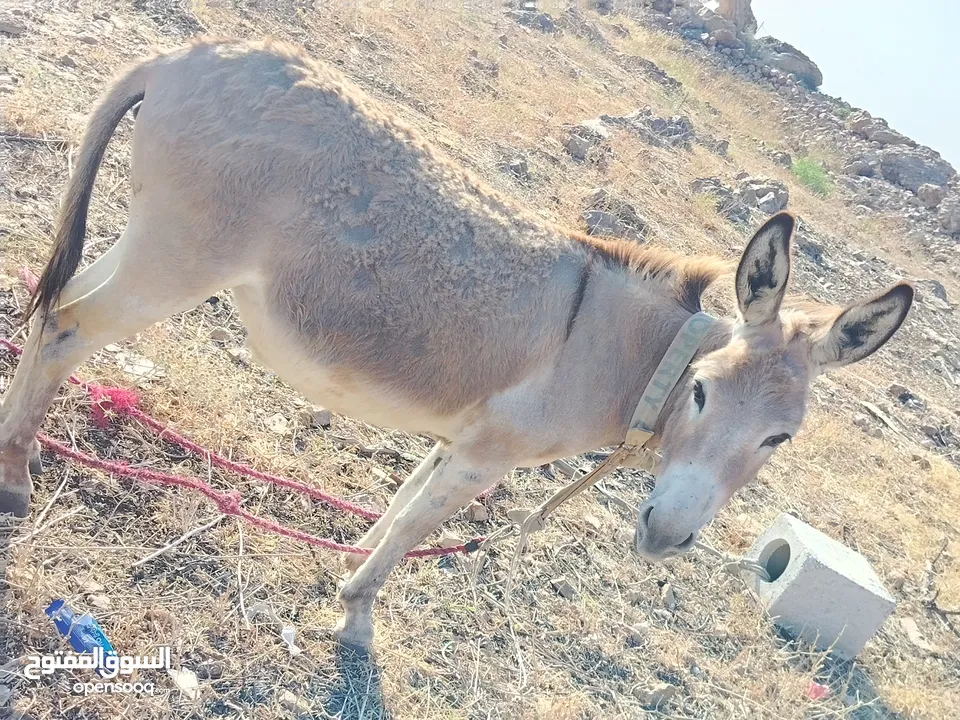 حماره للبيع
