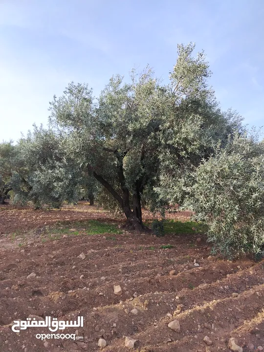 مزرعة زيتون ملوكية اطلالة ع الغرب و جبال فلسطين ع ثلاث شوراع قرب شارع الستين ثغرة السلطان